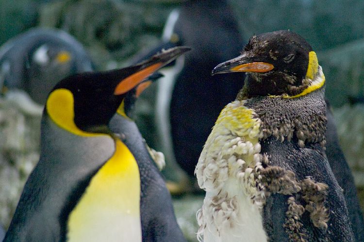 Loro Parque (Teneriffa - Loro Parque und Teno)
