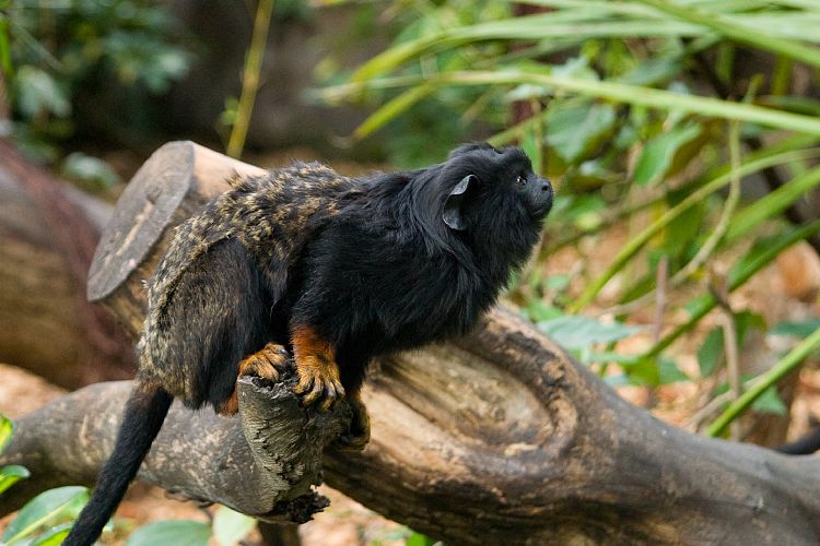 Loro Parque (Teneriffa - Loro Parque und Teno)