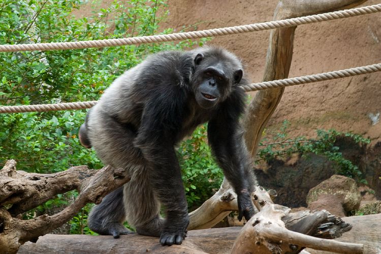 Loro Parque (Teneriffa - Loro Parque und Teno)