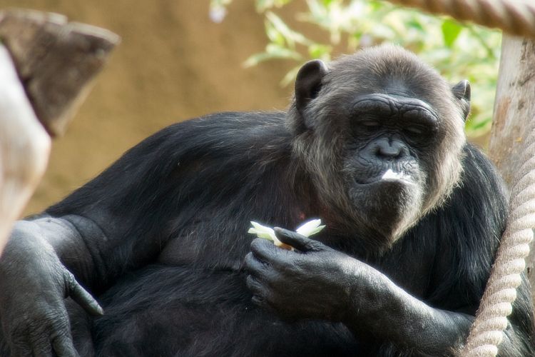 Loro Parque (Teneriffa - Loro Parque und Teno)