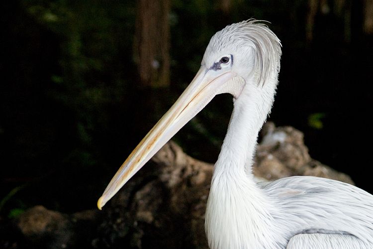 Loro Parque (Teneriffa - Loro Parque und Teno)