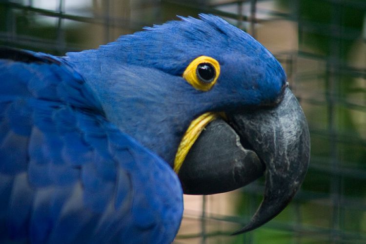 Loro Parque (Teneriffa - Loro Parque und Teno)