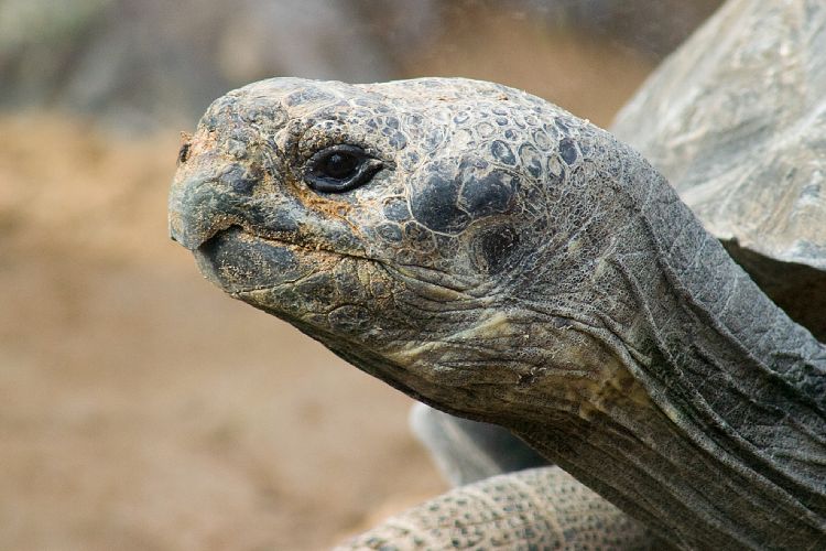 Loro Parque (Teneriffa - Loro Parque und Teno)
