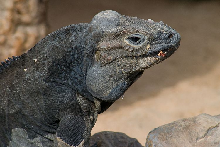 Loro Parque (Teneriffa - Loro Parque und Teno)