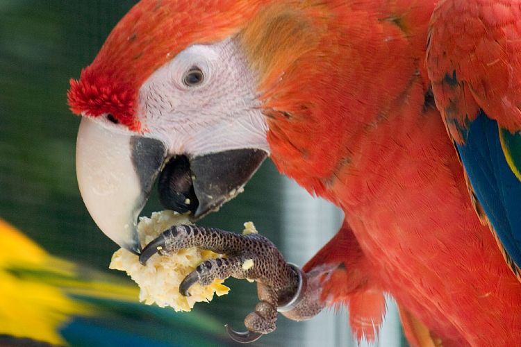 Loro Parque (Teneriffa - Loro Parque und Teno)