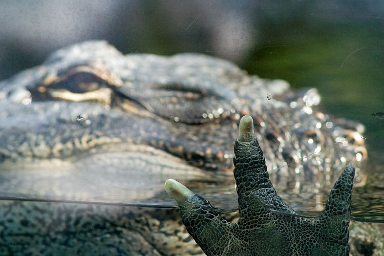 Loro Parque (Teneriffa - Loro Parque und Teno)