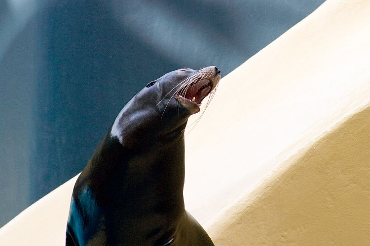 Loro Parque (Teneriffa - Loro Parque und Teno)