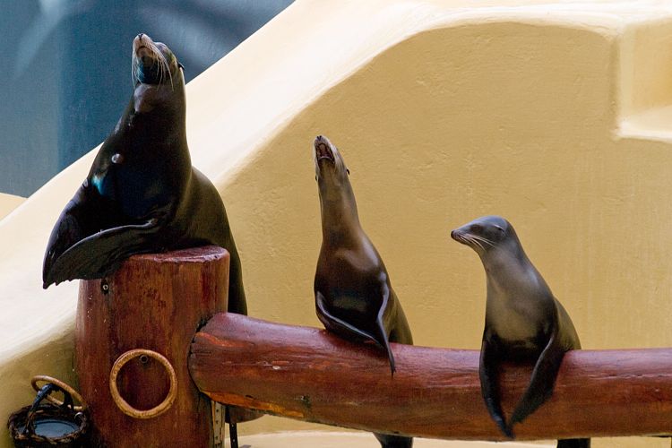 Loro Parque (Teneriffa - Loro Parque und Teno)