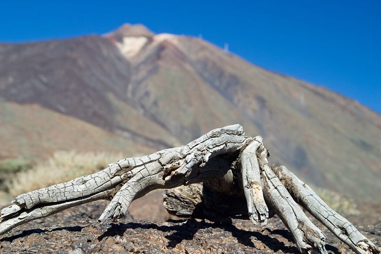 Los Roques de Garcia (Teneriffa - Canadas)