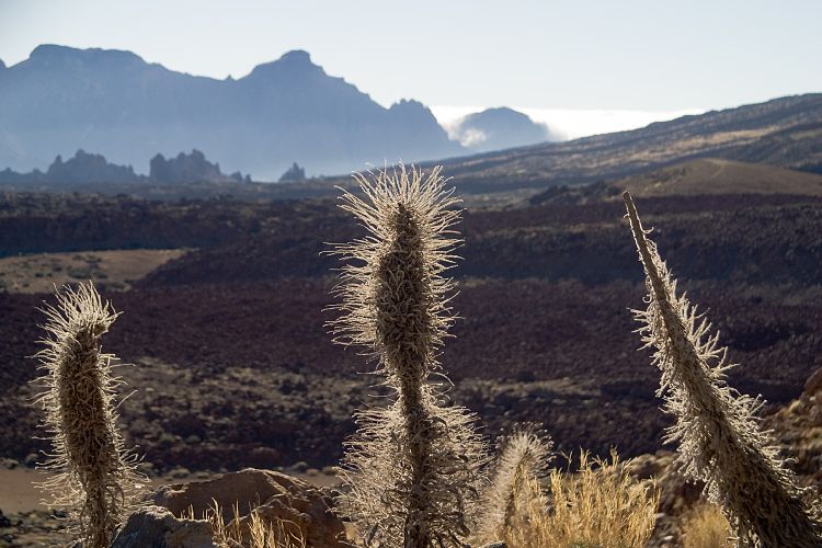 Mirador de Tabonal Negro (Teneriffa - Der Nordwesten)