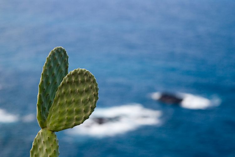 Roque del Dentro (Teneriffa - Der Nordosten)