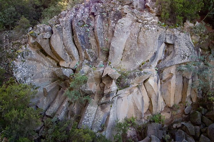 Steinrose - Rosa de Piedra (Teneriffa - Teide)