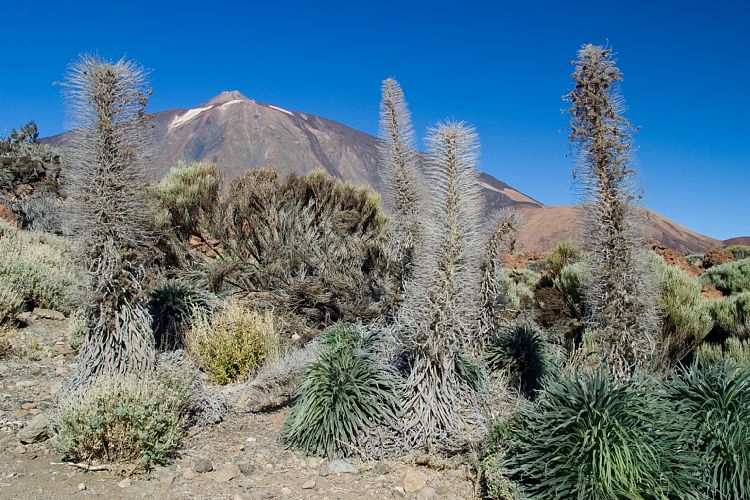 Weg Canadas (Teneriffa - Guajara)