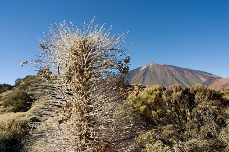 Weg Canadas (Teneriffa - Guajara)