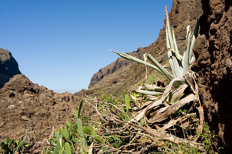 Barranco de Masca (Teneriffa - Barranco de Masca)