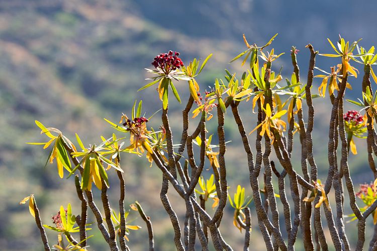 Barranco de Masca (Teneriffa - Barranco de Masca)