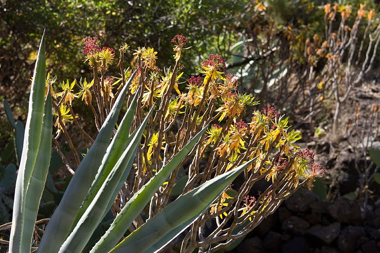 Barranco de Masca (Teneriffa - Barranco de Masca)