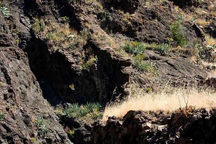 Barranco de Masca (Teneriffa - Barranco de Masca)