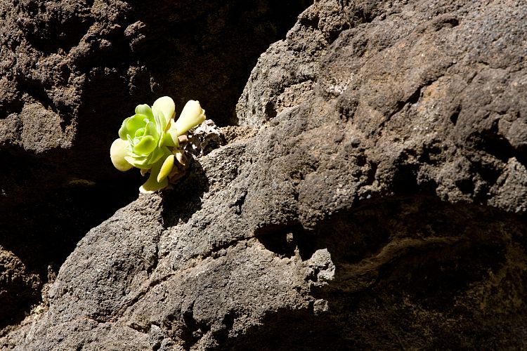 Barranco de Masca (Teneriffa - Barranco de Masca)