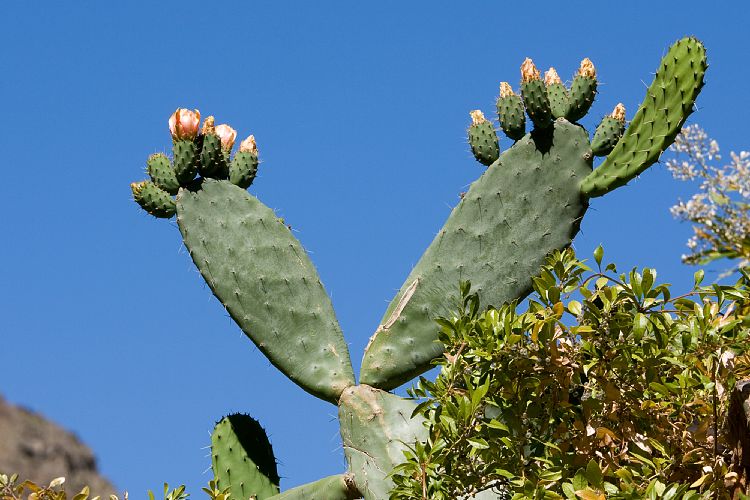 Barranco de Masca (Teneriffa - Barranco de Masca)