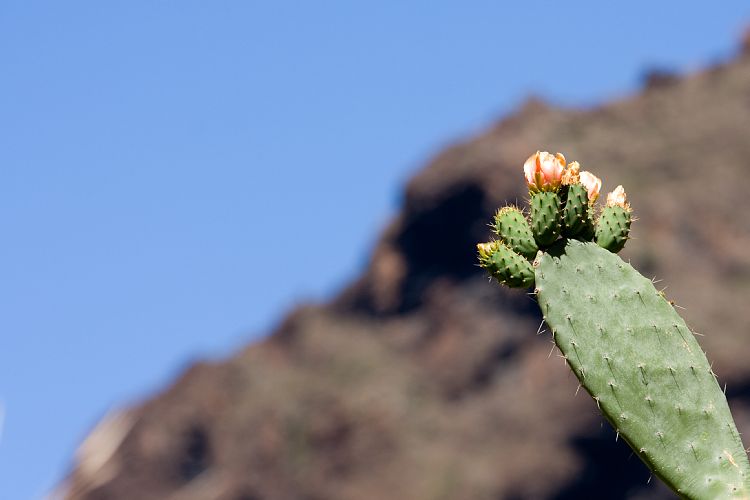 Barranco de Masca (Teneriffa - Barranco de Masca)