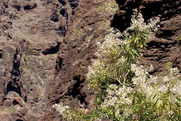 Barranco de Masca (Teneriffa - Barranco de Masca)