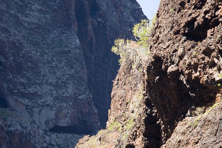 Barranco de Masca (Teneriffa - Barranco de Masca)
