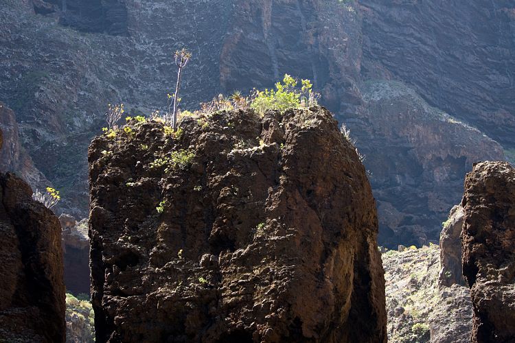 Barranco de Masca (Teneriffa - Barranco de Masca)