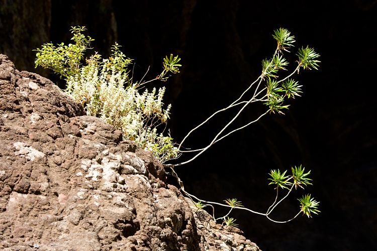 Barranco de Masca (Teneriffa - Barranco de Masca)