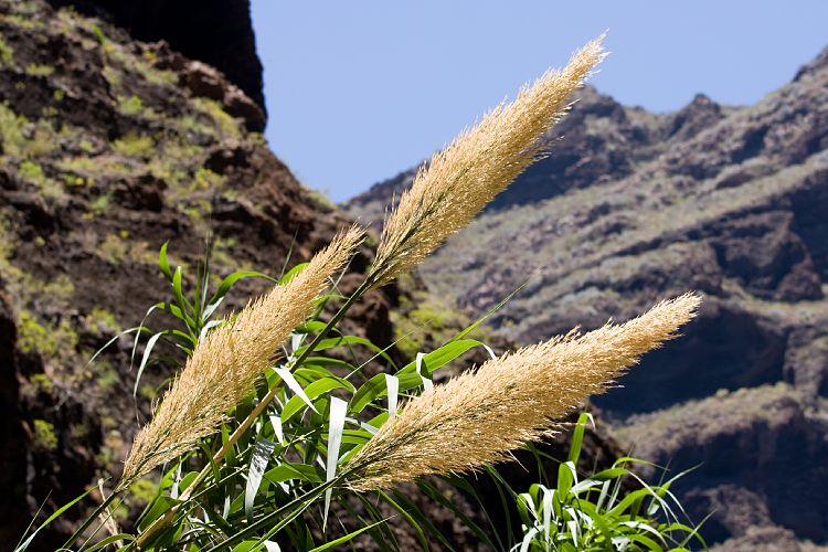 Barranco de Masca (Teneriffa - Barranco de Masca)