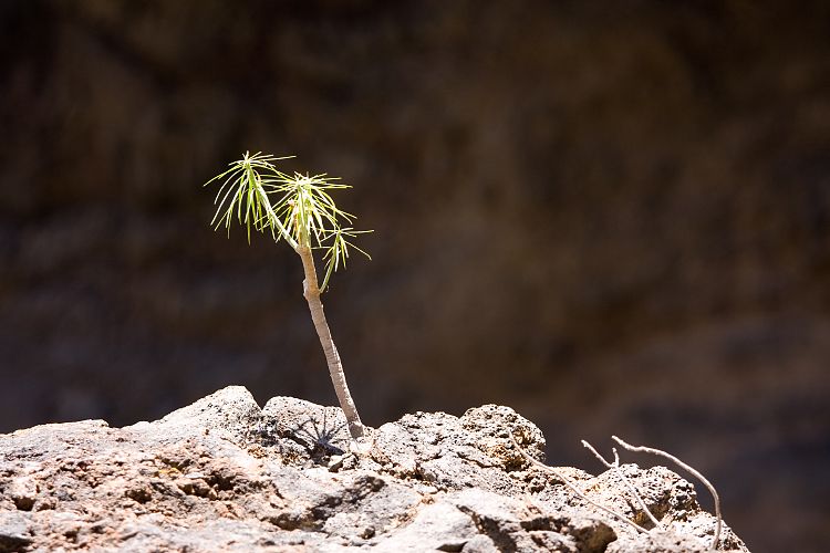Barranco de Masca (Teneriffa - Barranco de Masca)