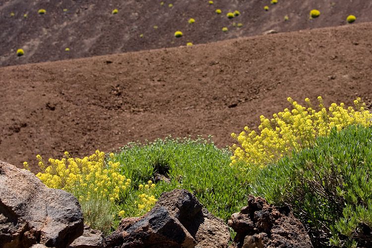 Bei El Portillo (Teneriffa - Canadas del Teide)