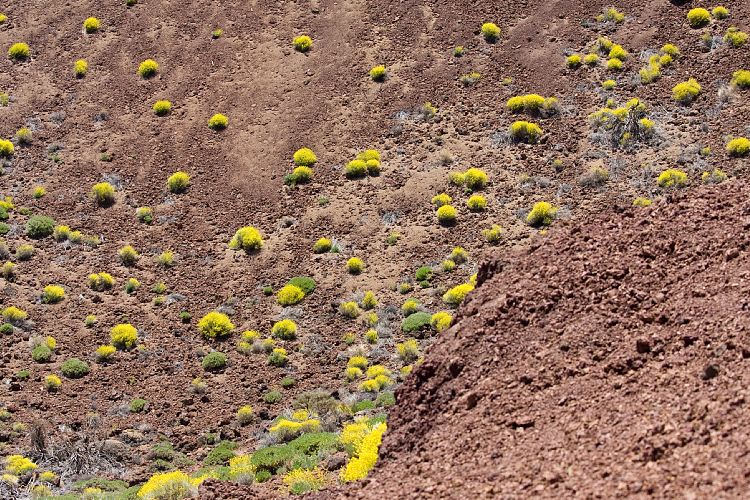 Bei El Portillo (Teneriffa - Canadas del Teide)