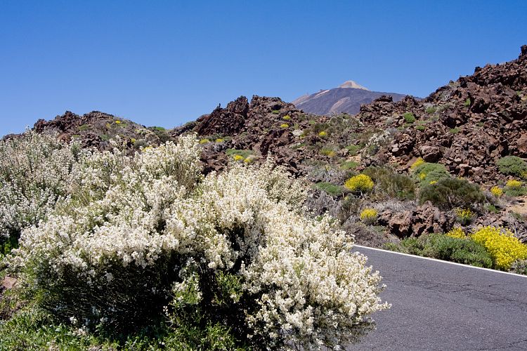 Bei El Portillo (Teneriffa - Canadas del Teide)