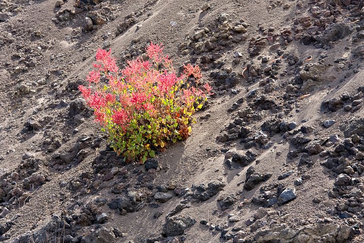 Bei Santiago del Teide (Teneriffa - Faro de Teno)