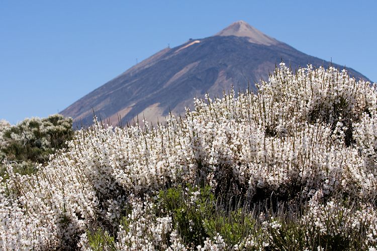 Beim Observatorium (Teneriffa - Canadas del Teide)