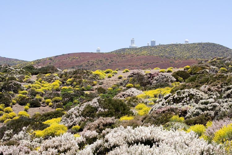 Beim Observatorium (Teneriffa - Canadas del Teide)