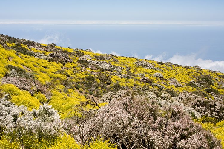 Beim Observatorium (Teneriffa - Canadas del Teide)