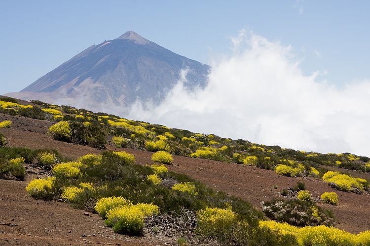 Beim Observatorium (Teneriffa - Canadas del Teide)
