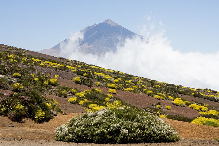 Beim Observatorium (Teneriffa - Canadas del Teide)