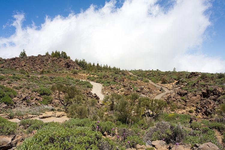Botanischer Garten (Teneriffa - Canadas del Teide)