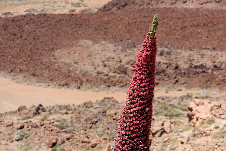 Canadas del Teide (Teneriffa - Canadas del Teide)
