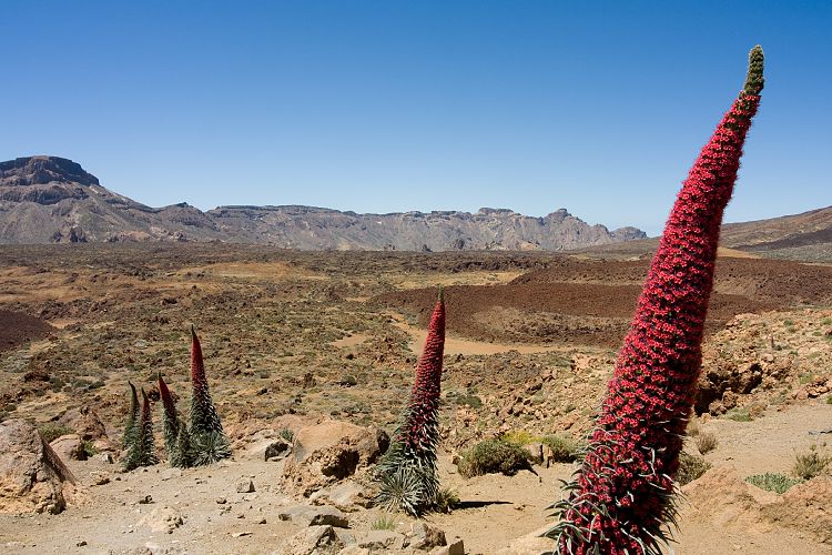 Canadas del Teide (Teneriffa - Canadas del Teide)