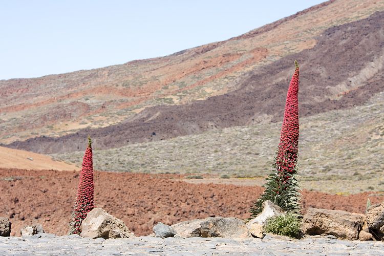 Canadas del Teide (Teneriffa - Fortaleza)