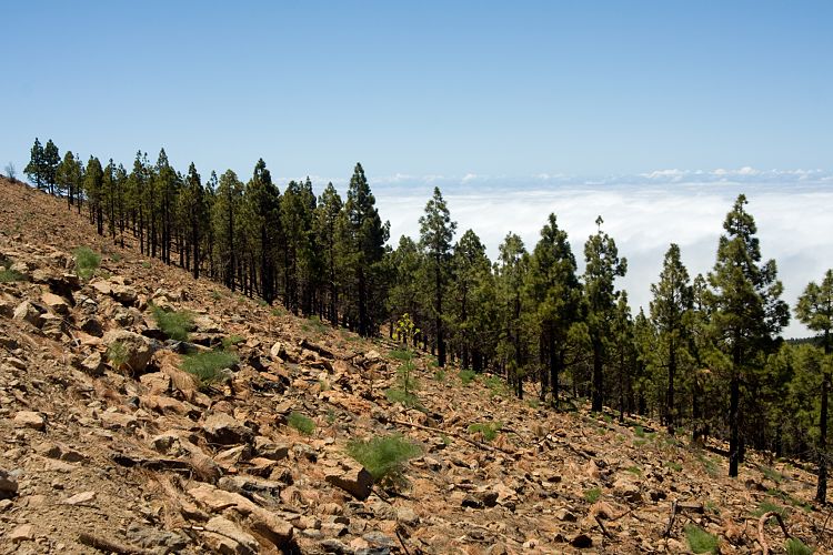 Fortaleza (Teneriffa - Fortaleza)