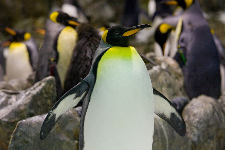 Loro Parque (Teneriffa - Loro Parque)