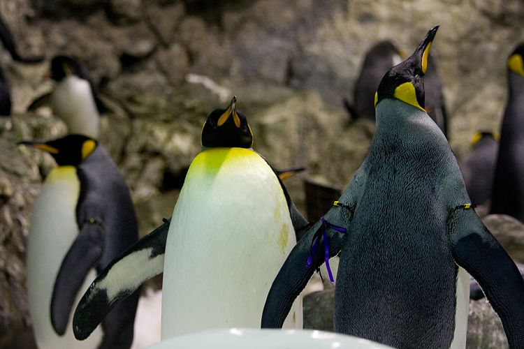 Loro Parque (Teneriffa - Loro Parque)