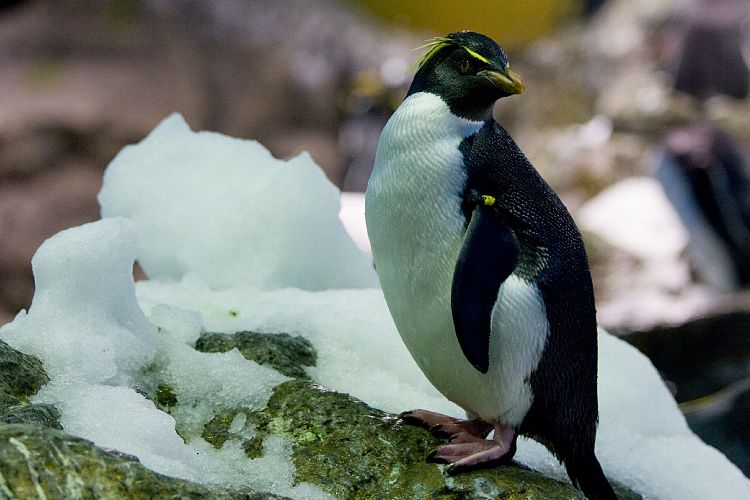 Loro Parque (Teneriffa - Loro Parque)