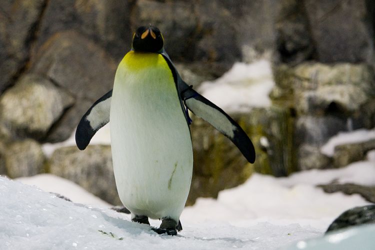 Loro Parque (Teneriffa - Loro Parque)