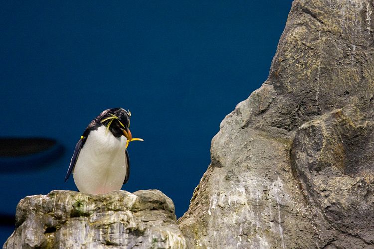 Loro Parque (Teneriffa - Loro Parque)